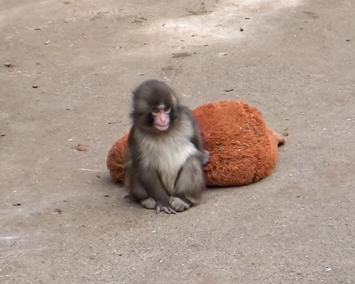 IKEA praised for generous gift to baby monkey Punch who went viral after mom abandoned him