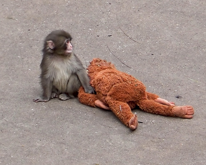 IKEA praised for generous gift to baby monkey Punch who went viral after mom abandoned him