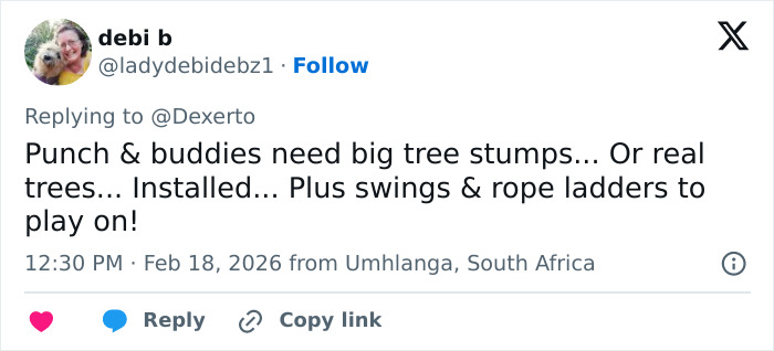 IKEA praised for generous gift to baby monkey Punch who went viral after mom abandoned him