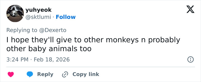 IKEA praised for generous gift to baby monkey Punch who went viral after mom abandoned him