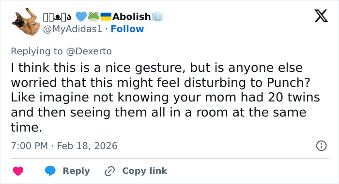 IKEA praised for generous gift to baby monkey Punch who went viral after mom abandoned him