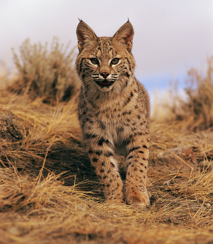 64 Real Life Stories That Sound Completely Made Up 64 Real Life Stories That Sound Completely Made Up