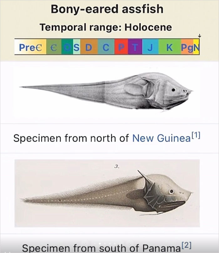 46 Times Animal Names Were So Ridiculous, People Questioned The Sanity Of Scientists Who Named Them 46 Times Animal Names Were So Ridiculous, People Questioned The Sanity Of Scientists Who Named Them