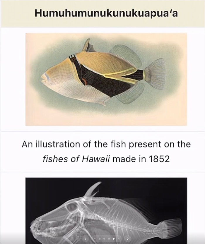 46 Times Animal Names Were So Ridiculous, People Questioned The Sanity Of Scientists Who Named Them 46 Times Animal Names Were So Ridiculous, People Questioned The Sanity Of Scientists Who Named Them