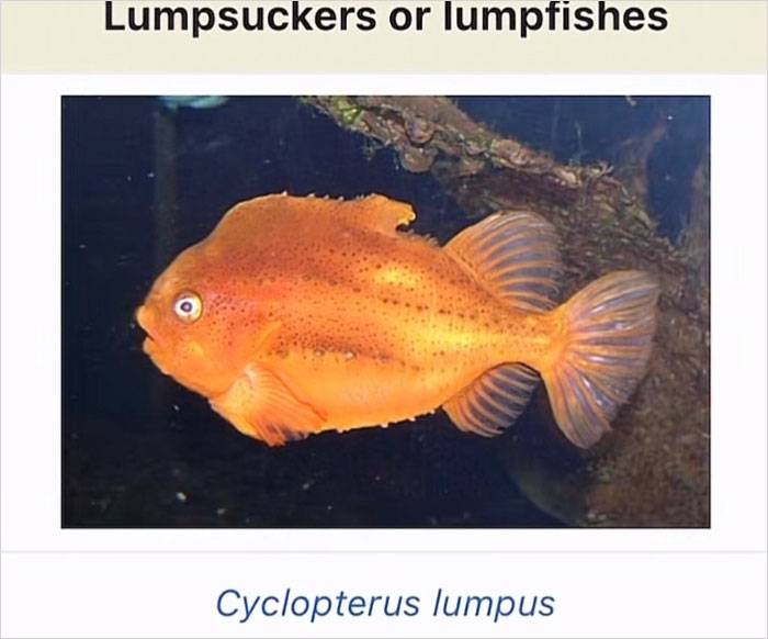 46 Times Animal Names Were So Ridiculous, People Questioned The Sanity Of Scientists Who Named Them 46 Times Animal Names Were So Ridiculous, People Questioned The Sanity Of Scientists Who Named Them