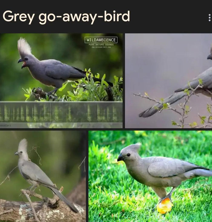 46 Times Animal Names Were So Ridiculous, People Questioned The Sanity Of Scientists Who Named Them 46 Times Animal Names Were So Ridiculous, People Questioned The Sanity Of Scientists Who Named Them