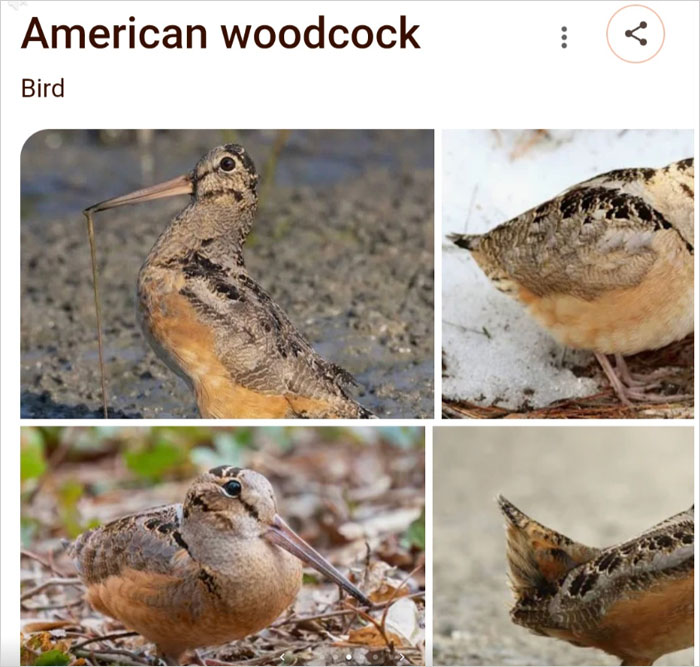 46 Times Animal Names Were So Ridiculous, People Questioned The Sanity Of Scientists Who Named Them 46 Times Animal Names Were So Ridiculous, People Questioned The Sanity Of Scientists Who Named Them