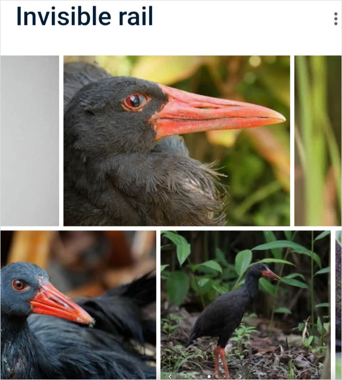 46 Times Animal Names Were So Ridiculous, People Questioned The Sanity Of Scientists Who Named Them 46 Times Animal Names Were So Ridiculous, People Questioned The Sanity Of Scientists Who Named Them