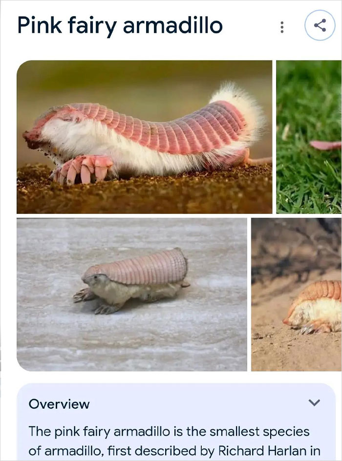 46 Times Animal Names Were So Ridiculous, People Questioned The Sanity Of Scientists Who Named Them 46 Times Animal Names Were So Ridiculous, People Questioned The Sanity Of Scientists Who Named Them