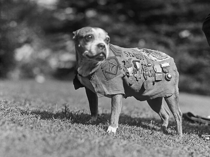 14 Photos Of Animals With Jobs From Times Gone By