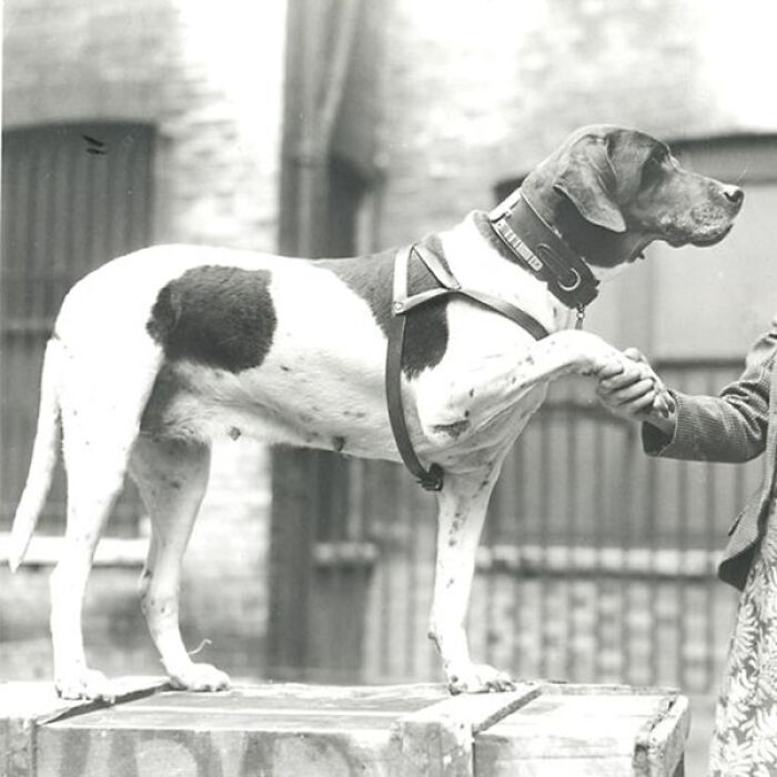 14 Photos Of Animals With Jobs From Times Gone By