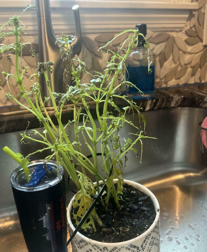 64 Posts From Unfortunate People Who Have The Worst In-Laws (New Pics)