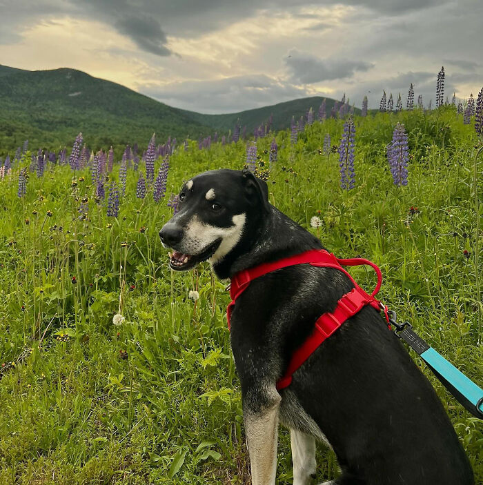 Despite Calling 911, Young Woman Loses Her Life Hiking New York’s Highest Peak With Her Dog