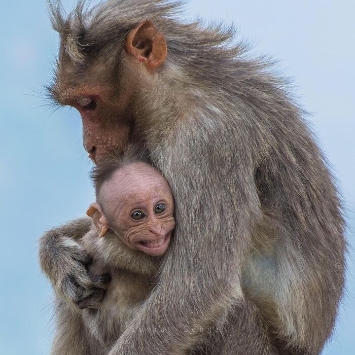 50 Animal Photos That Won Hearts In PhotoCrowd&rsquo;s Latest Contest