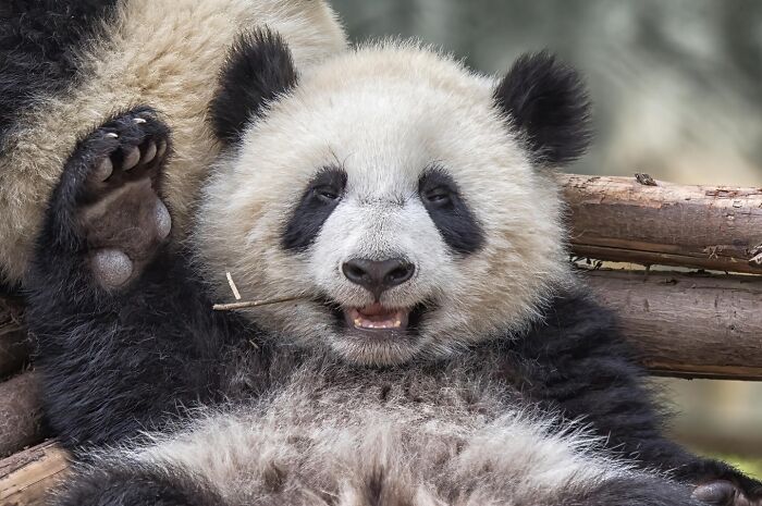 50 Animal Photos That Won Hearts In PhotoCrowd&rsquo;s Latest Contest