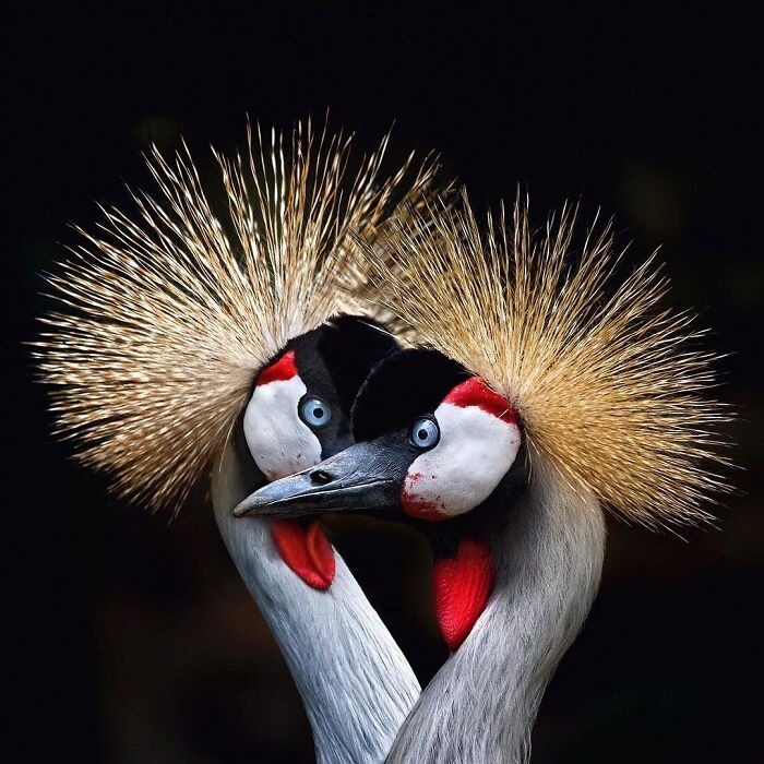 50 Animal Photos That Won Hearts In PhotoCrowd&rsquo;s Latest Contest