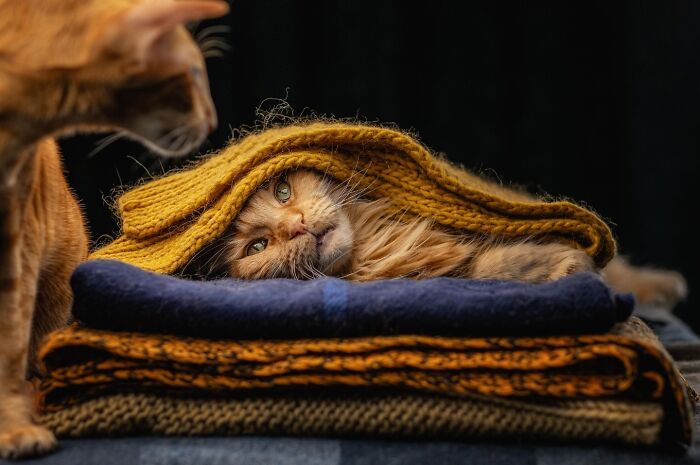 50 Animal Photos That Won Hearts In PhotoCrowd&rsquo;s Latest Contest