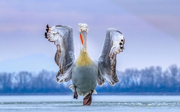 50 Animal Photos That Won Hearts In PhotoCrowd&rsquo;s Latest Contest