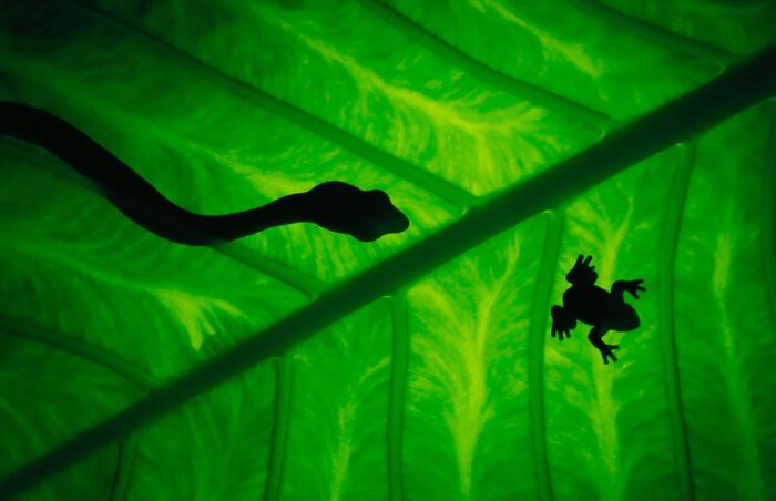 50 Animal Photos That Won Hearts In PhotoCrowd&rsquo;s Latest Contest