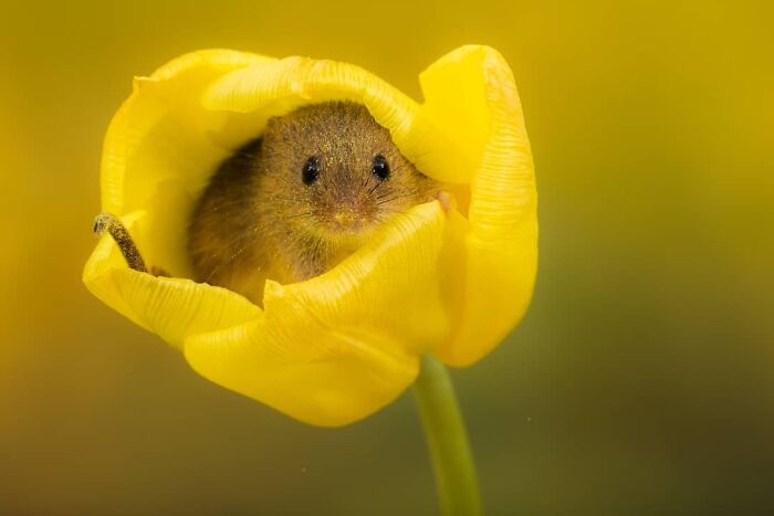 50 Animal Photos That Won Hearts In PhotoCrowd&rsquo;s Latest Contest