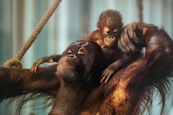 50 Animal Photos That Won Hearts In PhotoCrowd&rsquo;s Latest Contest