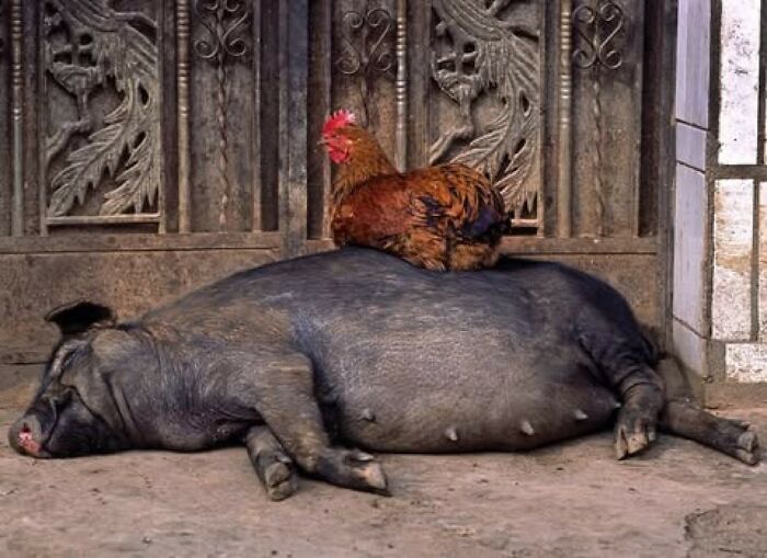 50 Animal Photos That Won Hearts In PhotoCrowd&rsquo;s Latest Contest