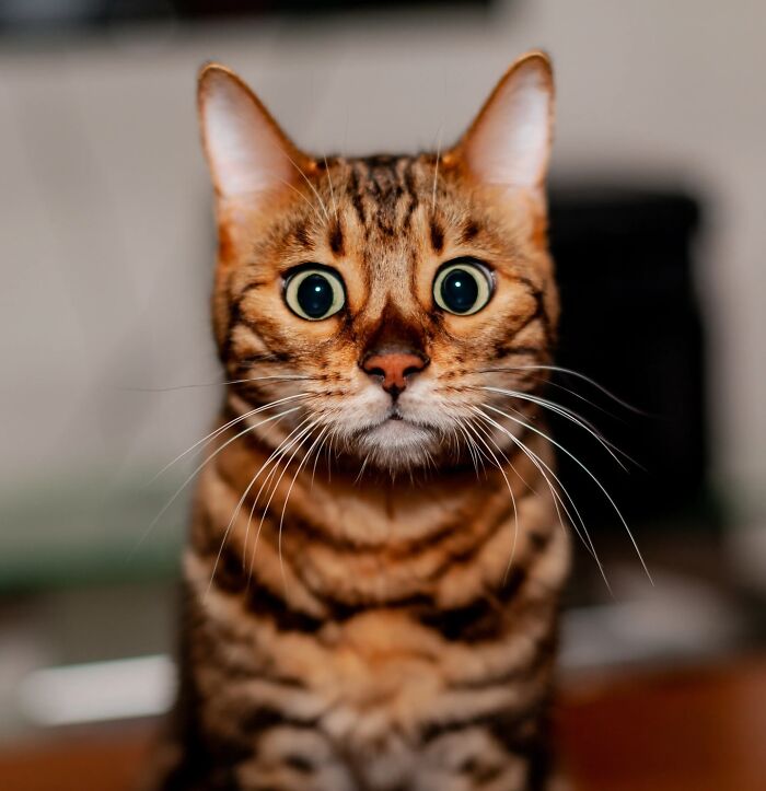 50 Animal Photos That Won Hearts In PhotoCrowd&rsquo;s Latest Contest