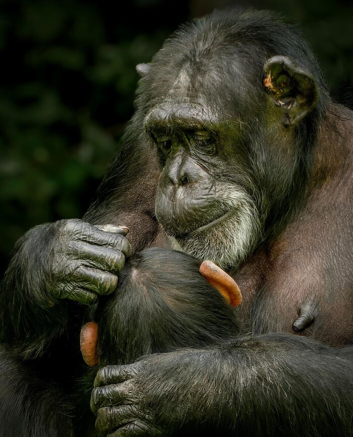 50 Animal Photos That Won Hearts In PhotoCrowd&rsquo;s Latest Contest