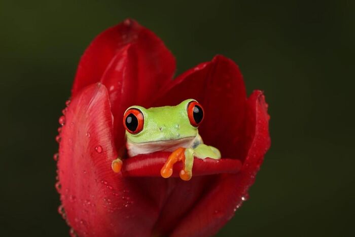 50 Animal Photos That Won Hearts In PhotoCrowd&rsquo;s Latest Contest