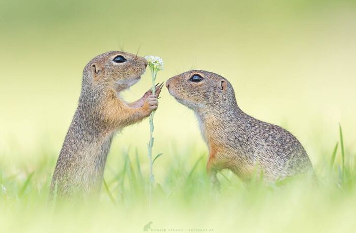 50 Animal Photos That Won Hearts In PhotoCrowd&rsquo;s Latest Contest