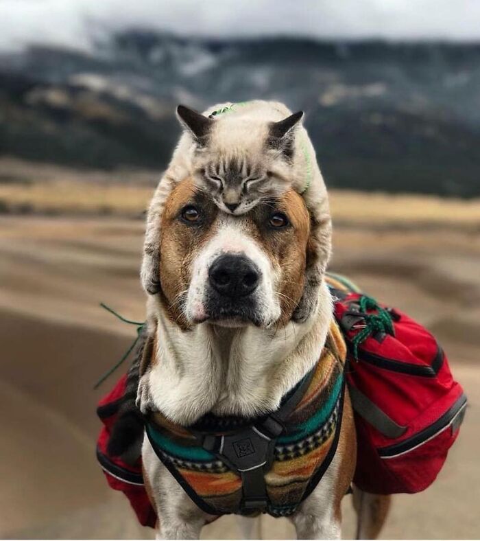 50 Animal Photos That Won Hearts In PhotoCrowd&rsquo;s Latest Contest