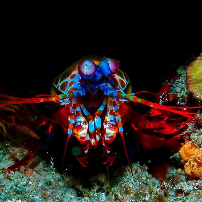 50 Animal Photos That Won Hearts In PhotoCrowd&rsquo;s Latest Contest