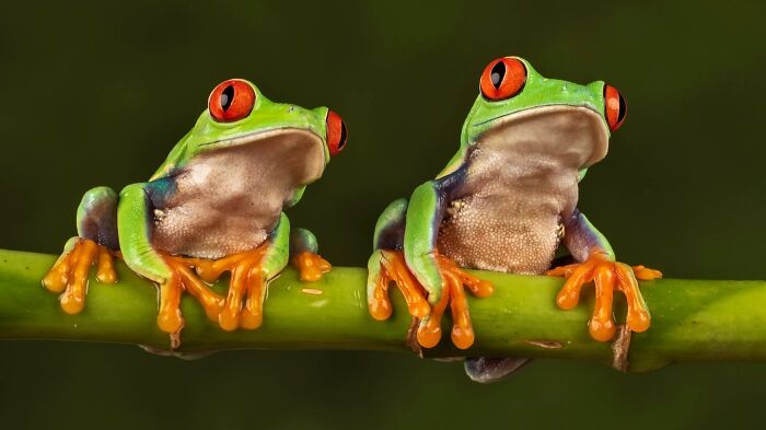 50 Animal Photos That Won Hearts In PhotoCrowd&rsquo;s Latest Contest