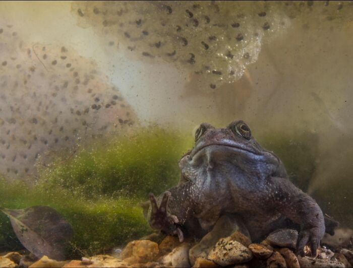 50 Animal Photos That Won Hearts In PhotoCrowd&rsquo;s Latest Contest