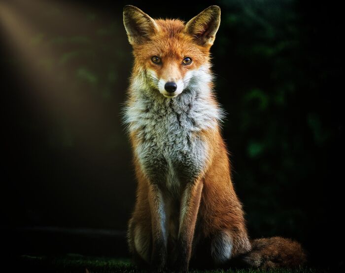 50 Animal Photos That Won Hearts In PhotoCrowd&rsquo;s Latest Contest