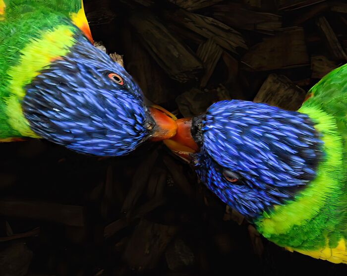 50 Animal Photos That Won Hearts In PhotoCrowd&rsquo;s Latest Contest