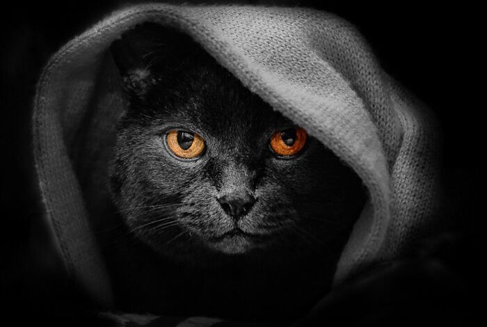 50 Animal Photos That Won Hearts In PhotoCrowd&rsquo;s Latest Contest