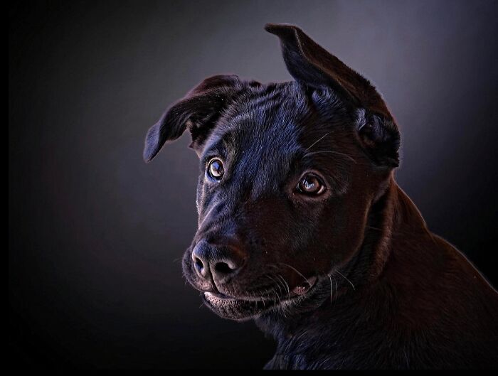 50 Animal Photos That Won Hearts In PhotoCrowd&rsquo;s Latest Contest