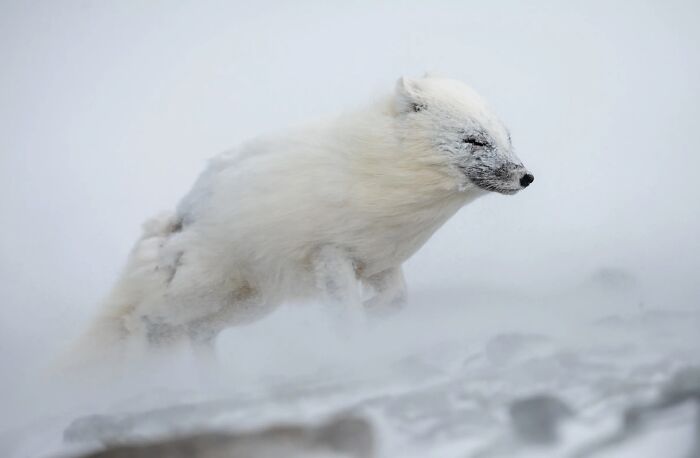 50 Animal Photos That Won Hearts In PhotoCrowd&rsquo;s Latest Contest