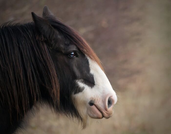 50 Animal Photos That Won Hearts In PhotoCrowd&rsquo;s Latest Contest