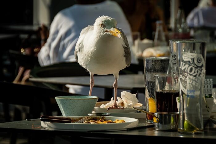 50 Animal Photos That Won Hearts In PhotoCrowd&rsquo;s Latest Contest