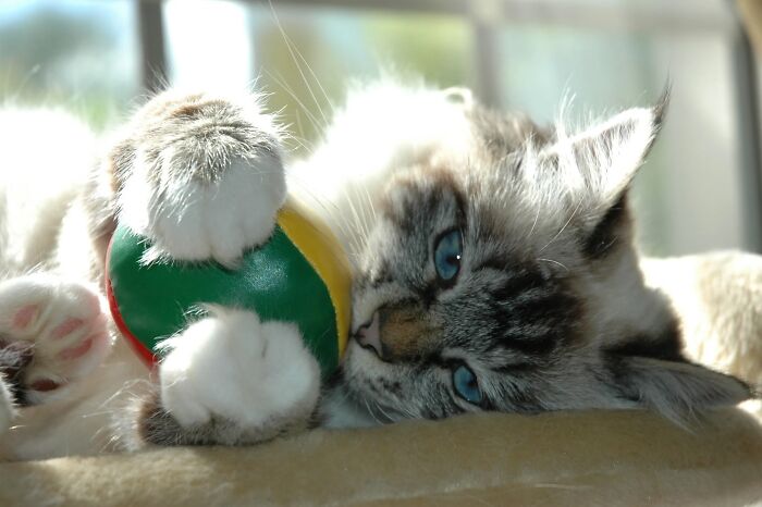 50 Animal Photos That Won Hearts In PhotoCrowd&rsquo;s Latest Contest