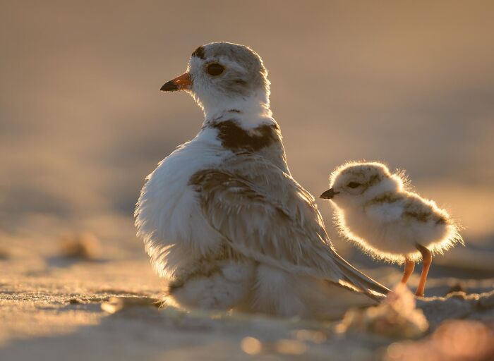 50 Animal Photos That Won Hearts In PhotoCrowd&rsquo;s Latest Contest