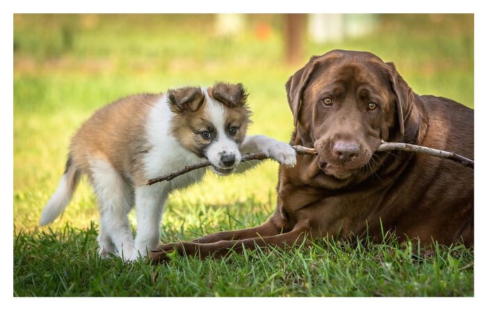 50 Animal Photos That Won Hearts In PhotoCrowd&rsquo;s Latest Contest