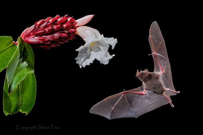 50 Animal Photos That Won Hearts In PhotoCrowd&rsquo;s Latest Contest