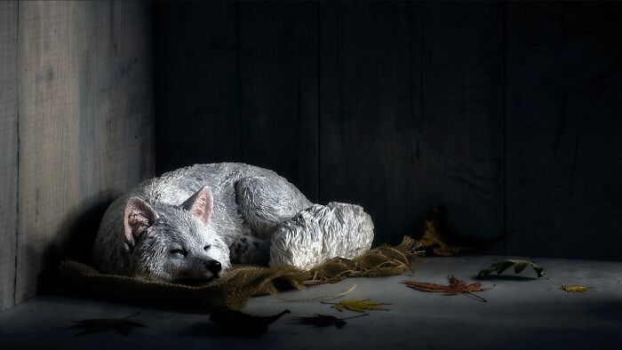 50 Animal Photos That Won Hearts In PhotoCrowd&rsquo;s Latest Contest