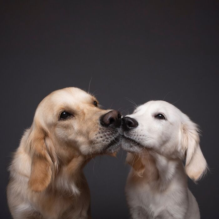 49 Character-Filled Dog Portraits By Elke Vogelsang You Might Instantly Love