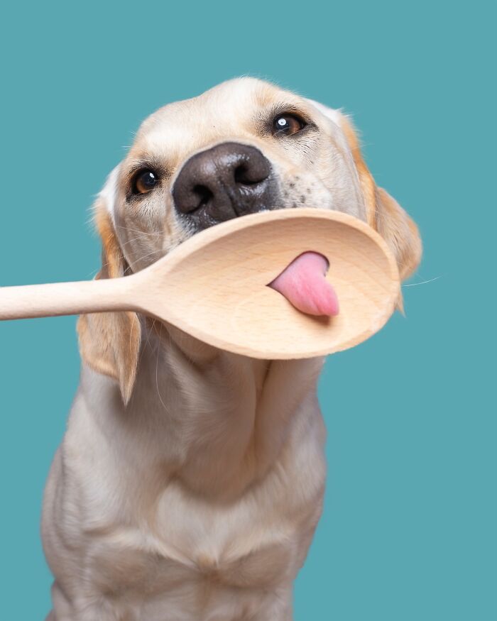 49 Character-Filled Dog Portraits By Elke Vogelsang You Might Instantly Love