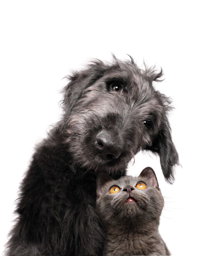 49 Character-Filled Dog Portraits By Elke Vogelsang You Might Instantly Love