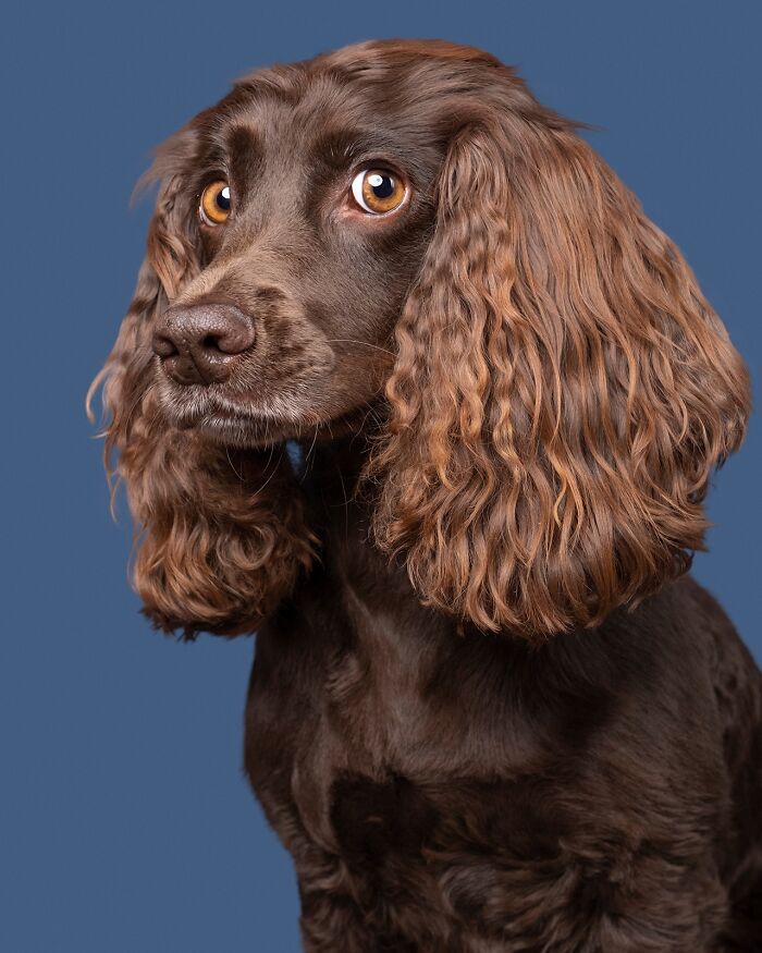 49 Character-Filled Dog Portraits By Elke Vogelsang You Might Instantly Love